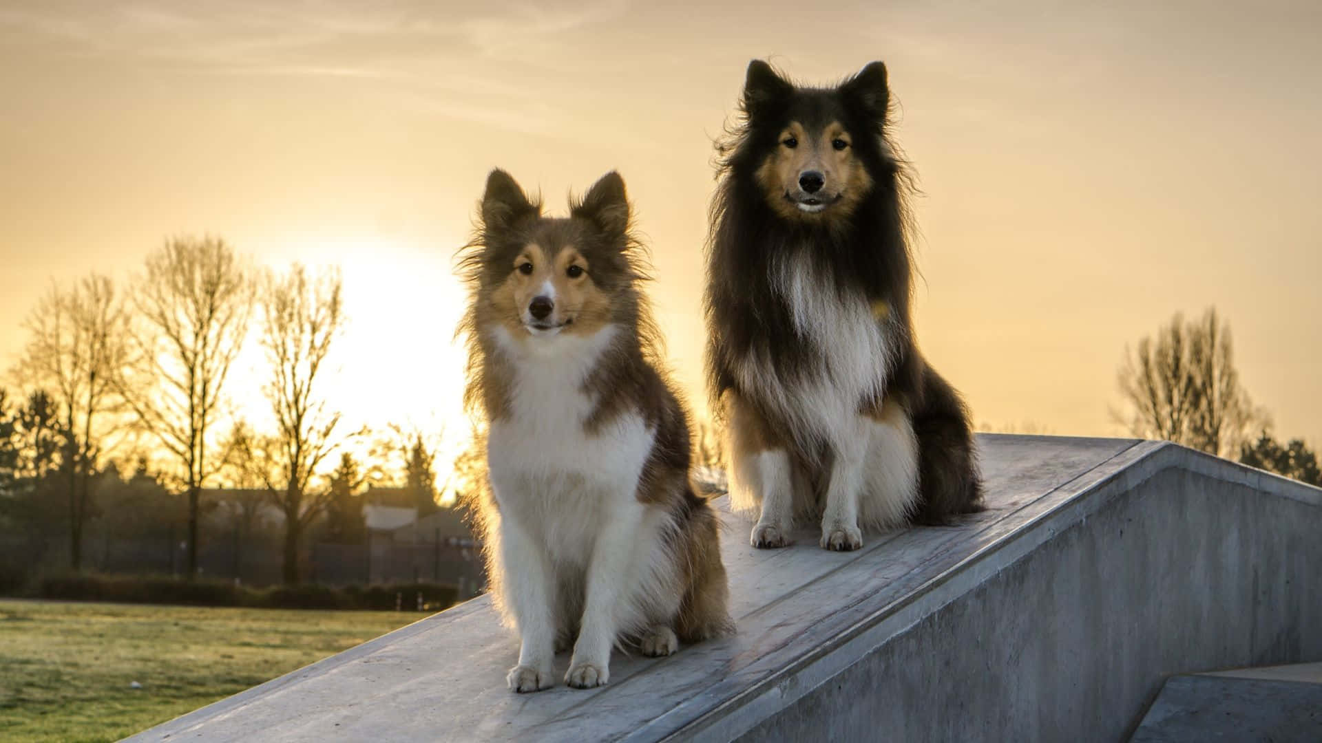 Dogs 桌布 壁紙 — 兩隻毛茸茸的設得蘭牧羊犬威嚴地坐在一條混凝土斜坡上，金色的夕陽照耀著牠們的毛髮和後面的禿樹。