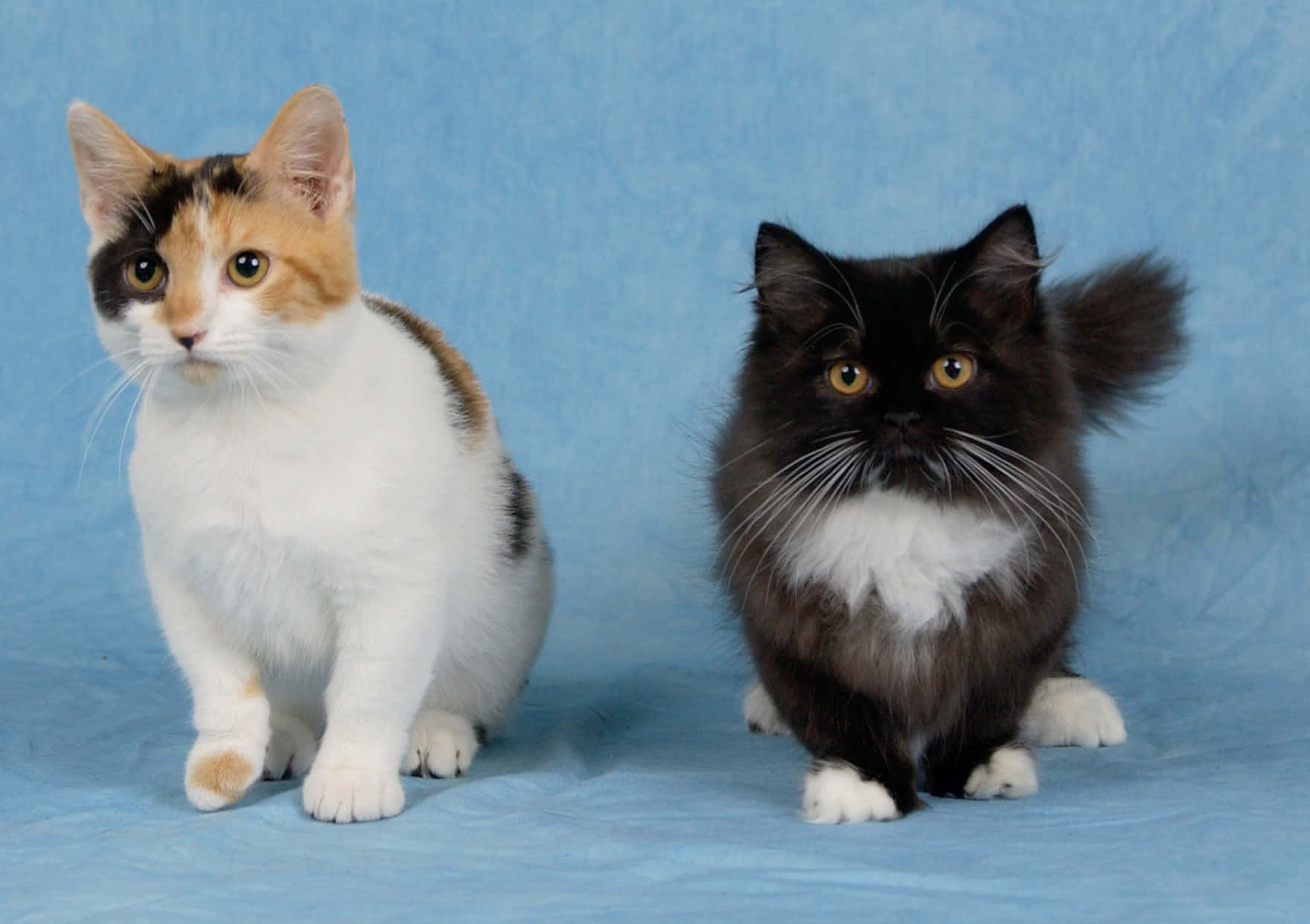 Munchkin Cat 桌布 壁紙 — 兩隻毛茸茸的貓，一隻三花貓和一隻白胸黑貓，並排坐在有紋理的藍色背景上。
