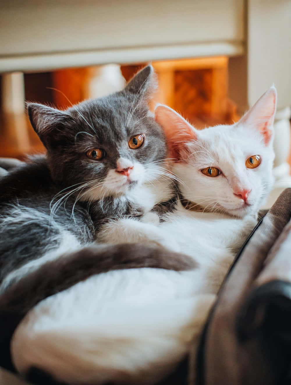 Beautiful Cats 桌布 壁紙 — 兩隻毛茸茸的貓咪，一灰一白，在溫暖金色燈光下依偎在沙發上。