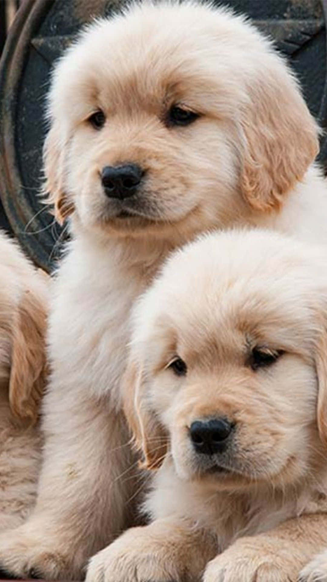 Dog iPhone 桌布 壁紙 — 兩隻毛茸茸的金毛尋回犬幼犬，擁有柔軟的奶油色毛髮，在深色紋理背景下溫柔地凝視著相機。
