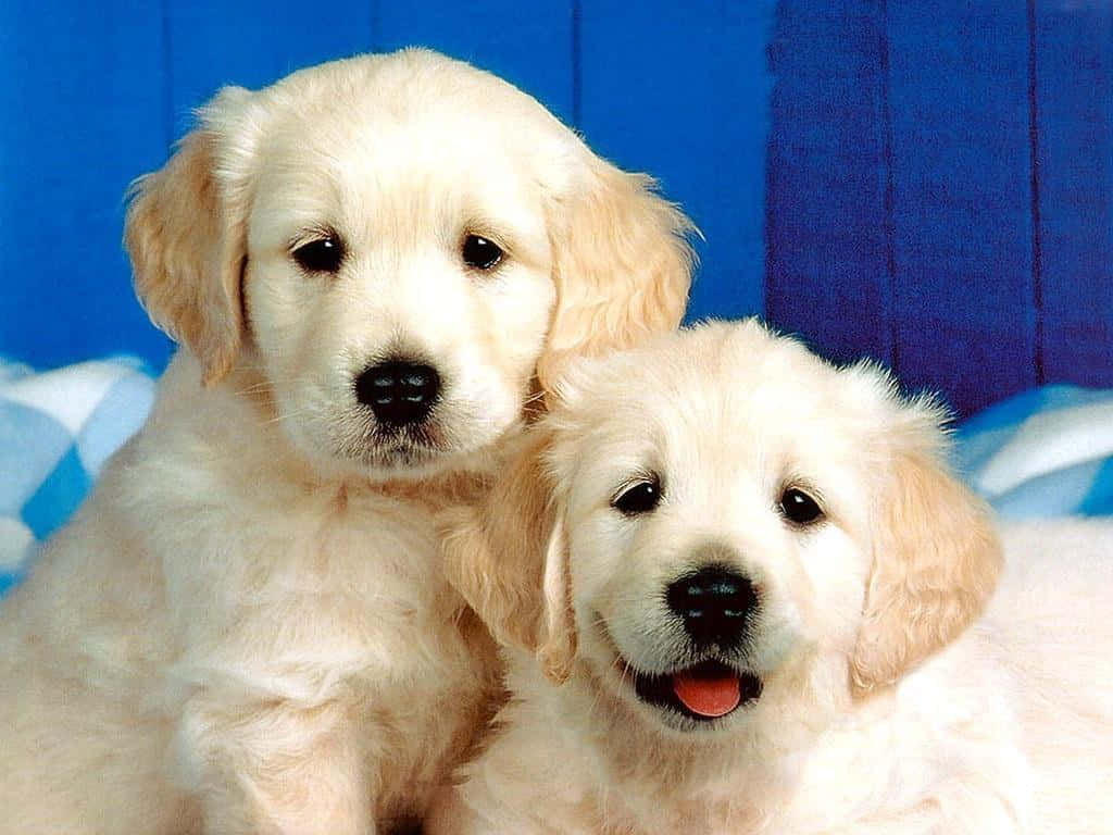 動物 桌布 壁紙 — 兩隻毛茸茸的金毛尋回犬幼犬，眼睛明亮，舌頭粉紅，緊貼在一起，背景是鮮豔的藍色木板。