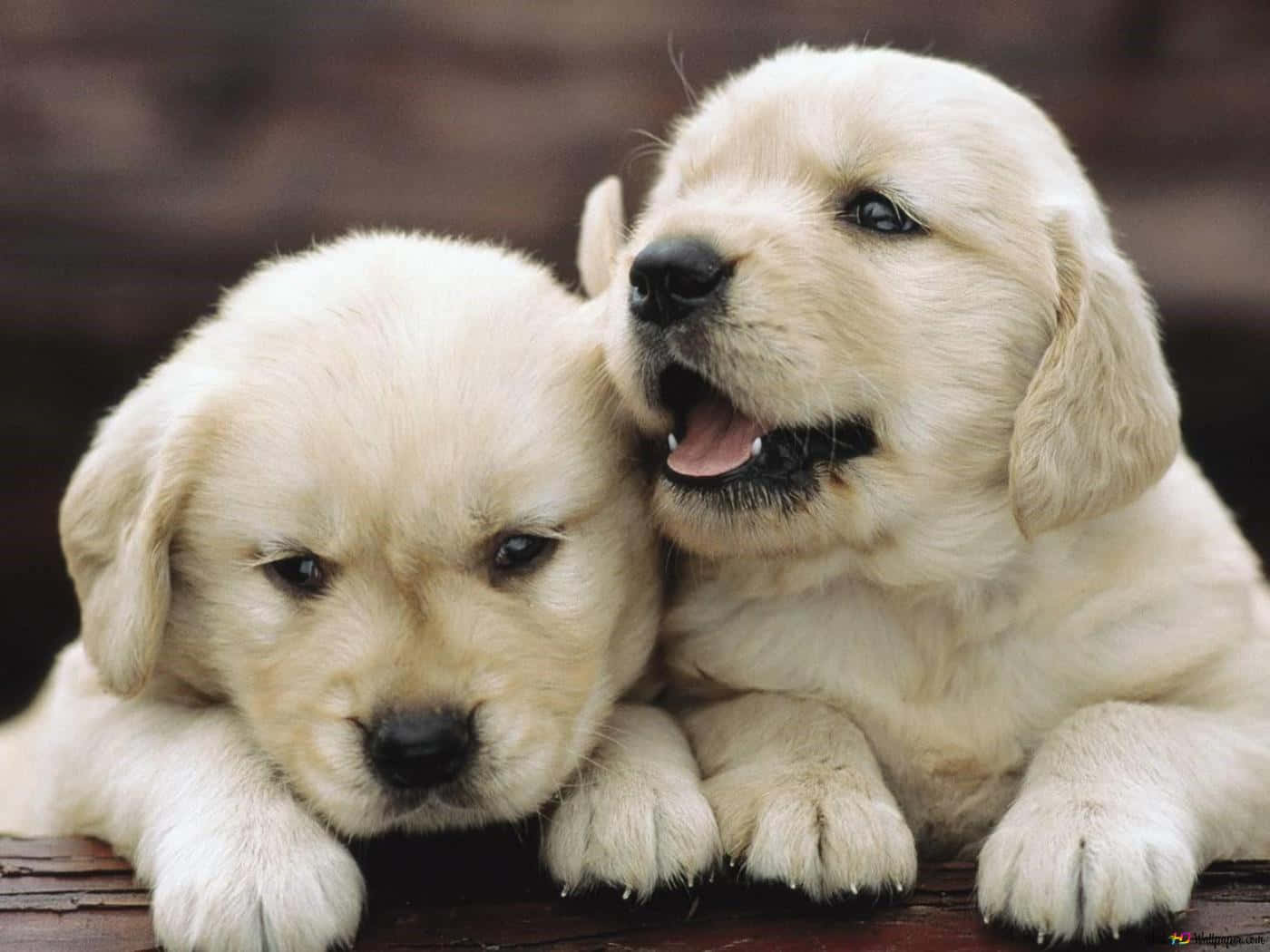 Fluffy Puppy 桌布 壁紙 — 兩隻毛茸茸的金毛尋回犬幼犬一起休息，一隻快樂地抬頭看，而另一隻則平靜地凝視著木質表面。