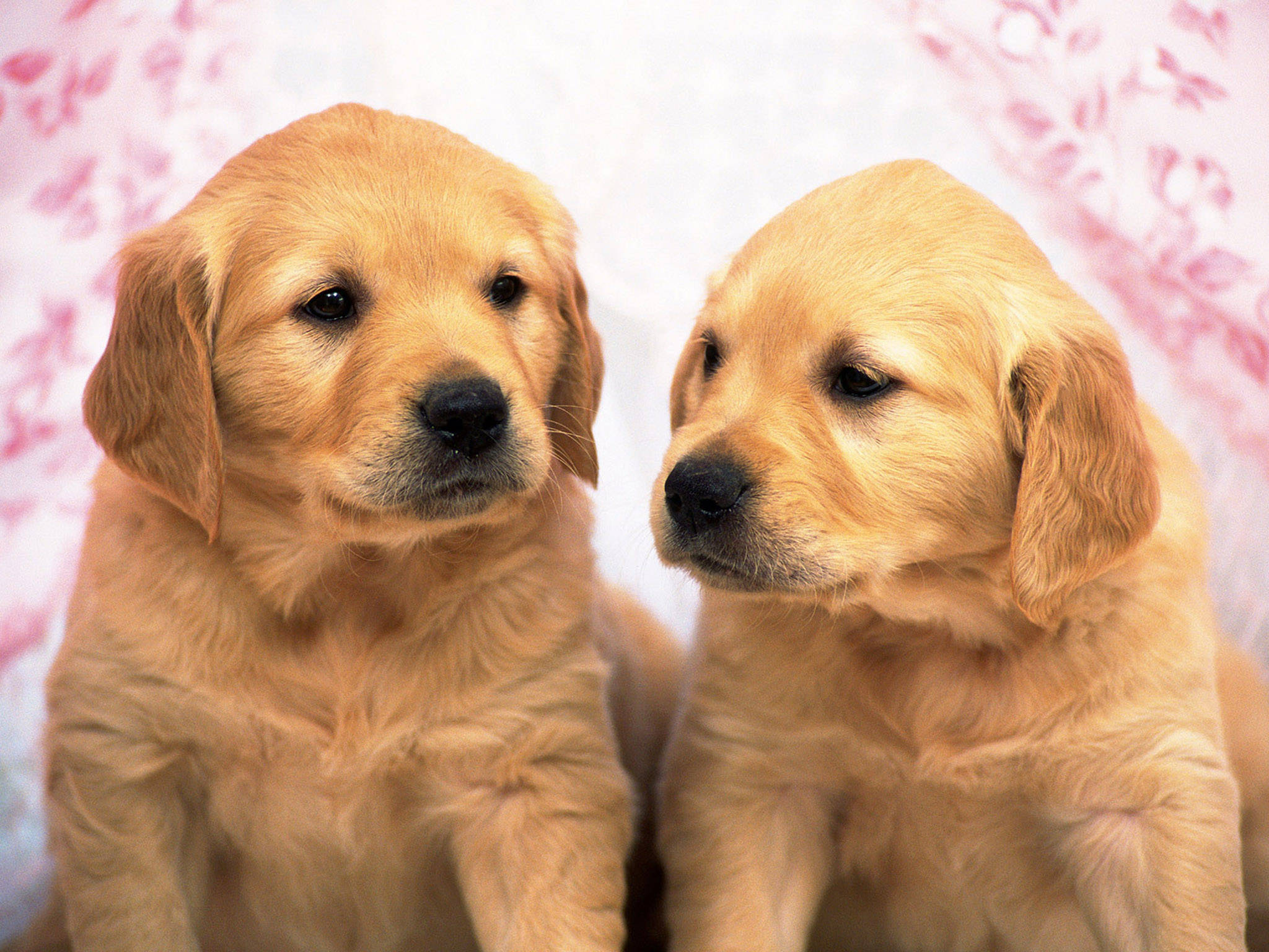 黃金獵犬幼犬 桌布 壁紙 — 兩隻毛茸茸的金毛尋回犬幼犬並排坐在柔和的粉紅色花卉背景前，表情溫柔。