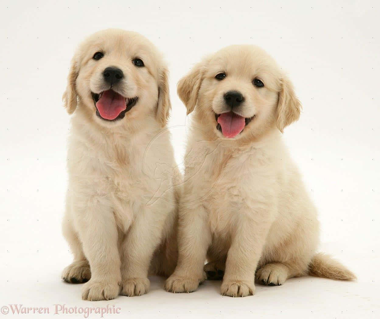 golden retriever puppy 桌布 壁紙 — 兩隻毛茸茸的金毛尋回犬幼犬並排坐在白色背景上，表情歡樂，伸出舌頭。