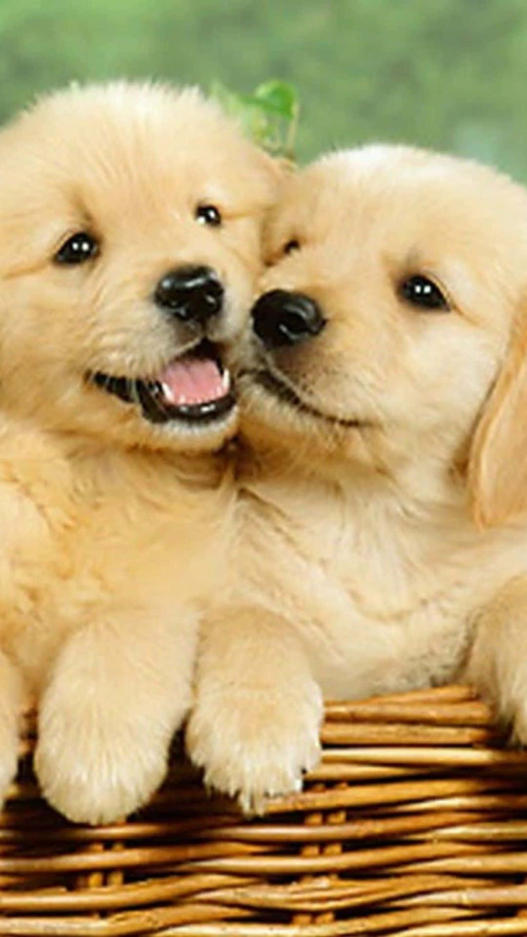 Puppies 桌布 壁紙 — 兩隻毛茸茸的金毛尋回犬幼犬在一個柳條籃子裡依偎，背景是明亮的綠色。