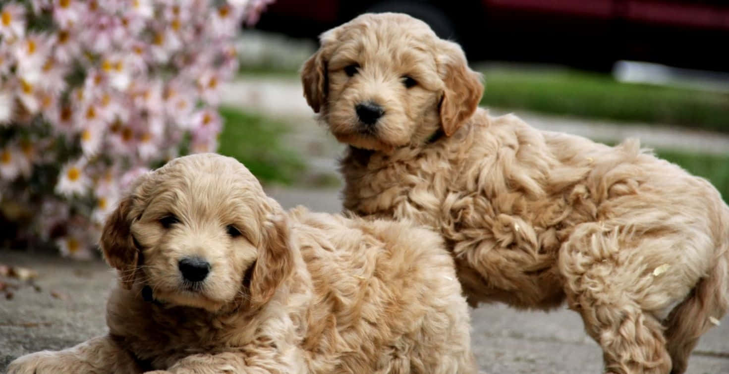 Goldendoodle 桌布 壁紙 — 兩隻毛茸茸的金色小狗，有著柔軟的捲毛，坐在人行道上，旁邊有盛開的粉紅色和白色雛菊。