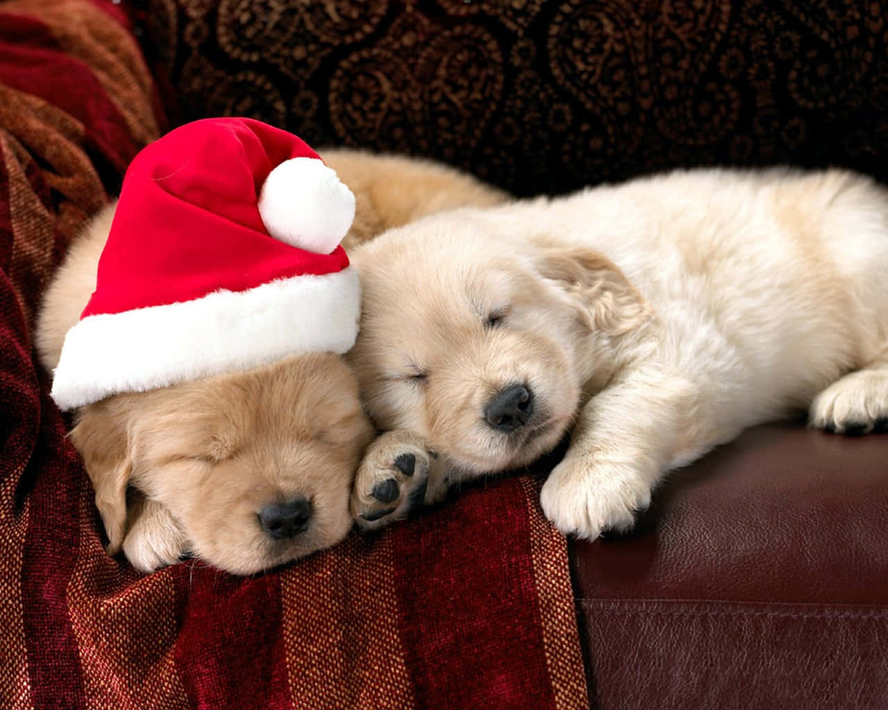 Cute Puppy 桌布 壁紙 — 兩隻毛茸茸的金色小狗在紅色圖案沙發上安睡，其中一隻戴著紅色聖誕帽。