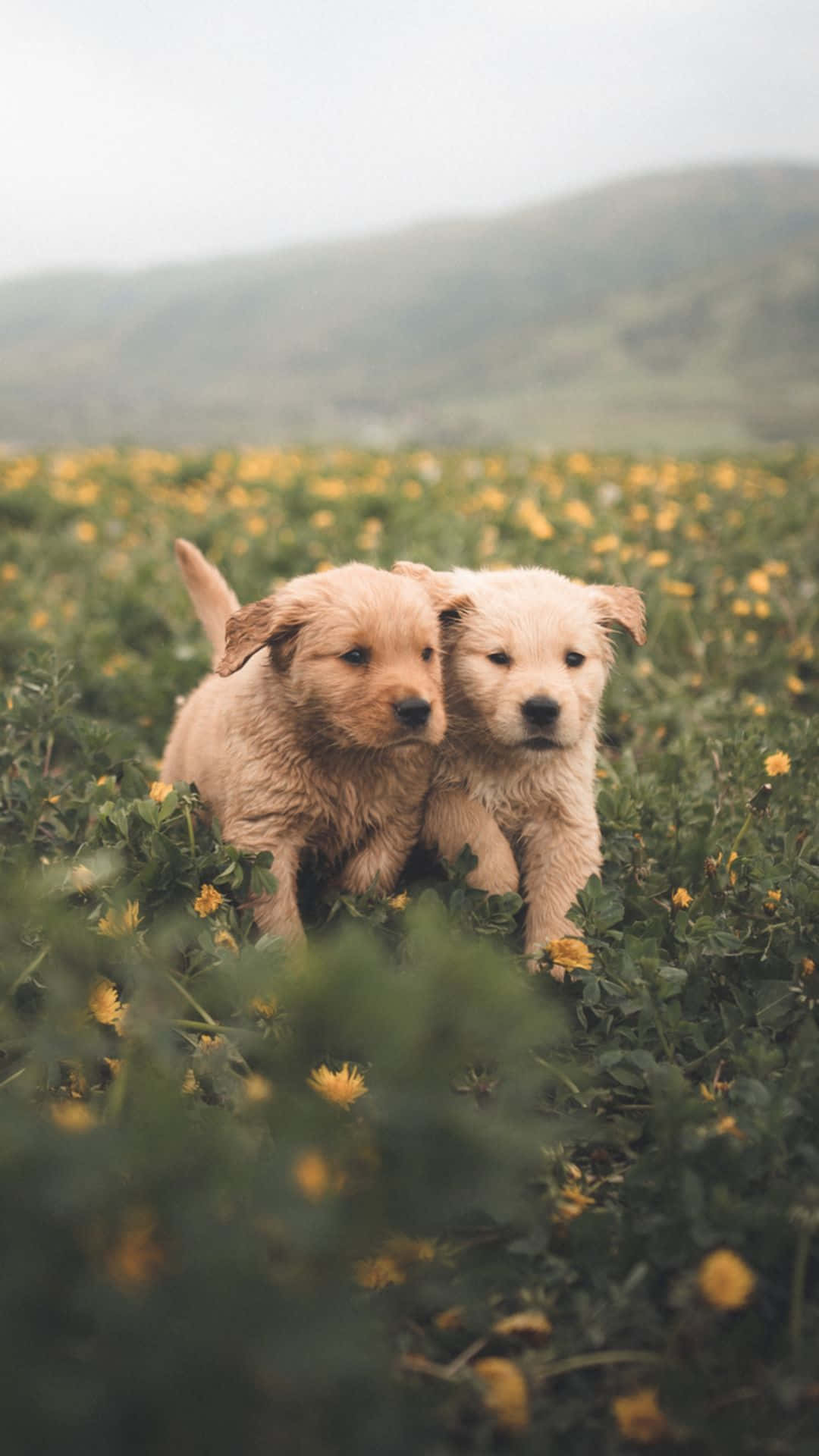 pets 桌布 壁紙 — 兩隻毛茸茸的金色小狗在黃花田中緊靠在一起，背景是柔和的山丘。