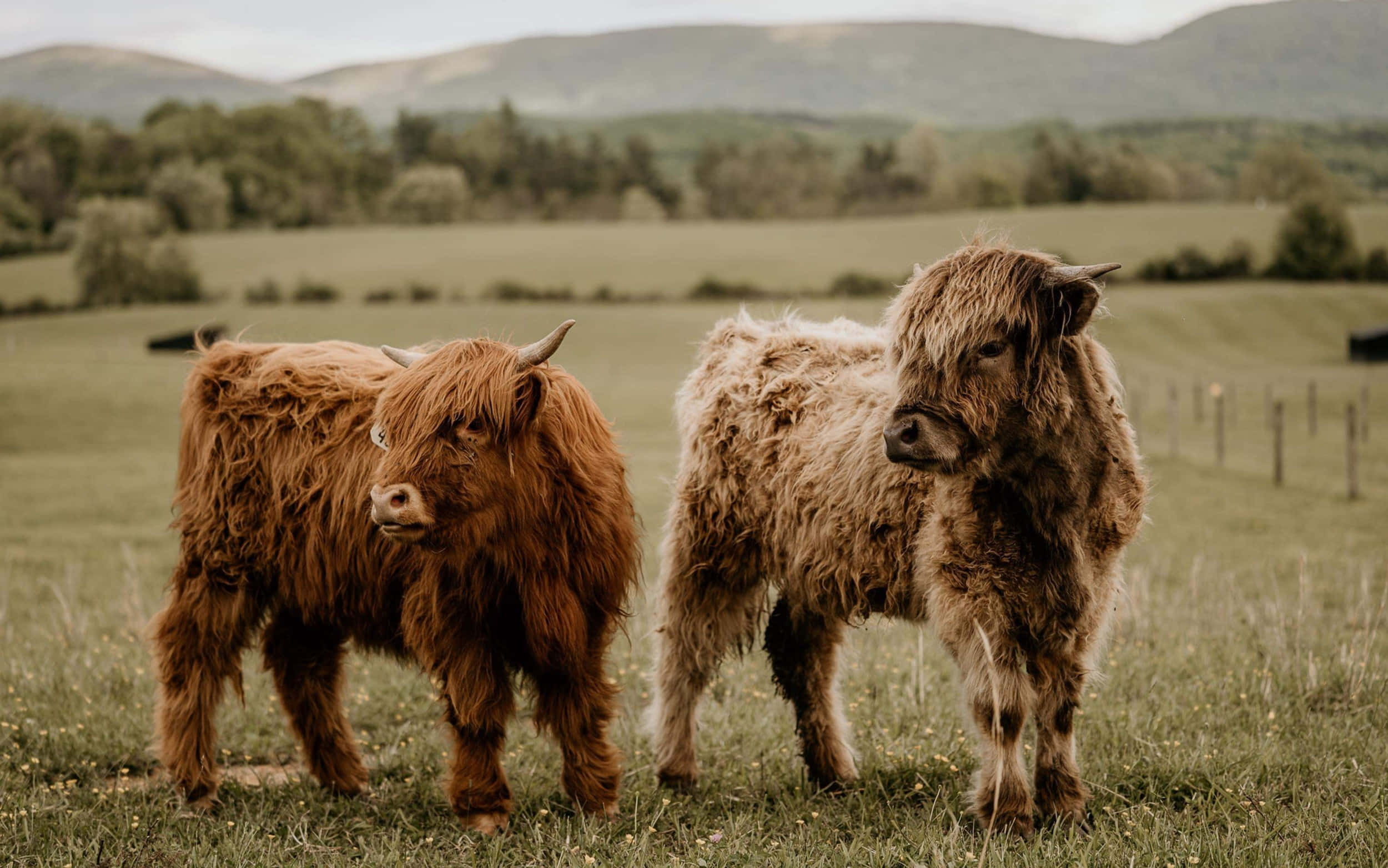 Cute Cow 桌布 壁紙 — 兩隻毛茸茸的高地小牛站在草地上，背景是起伏的山丘和樹木。