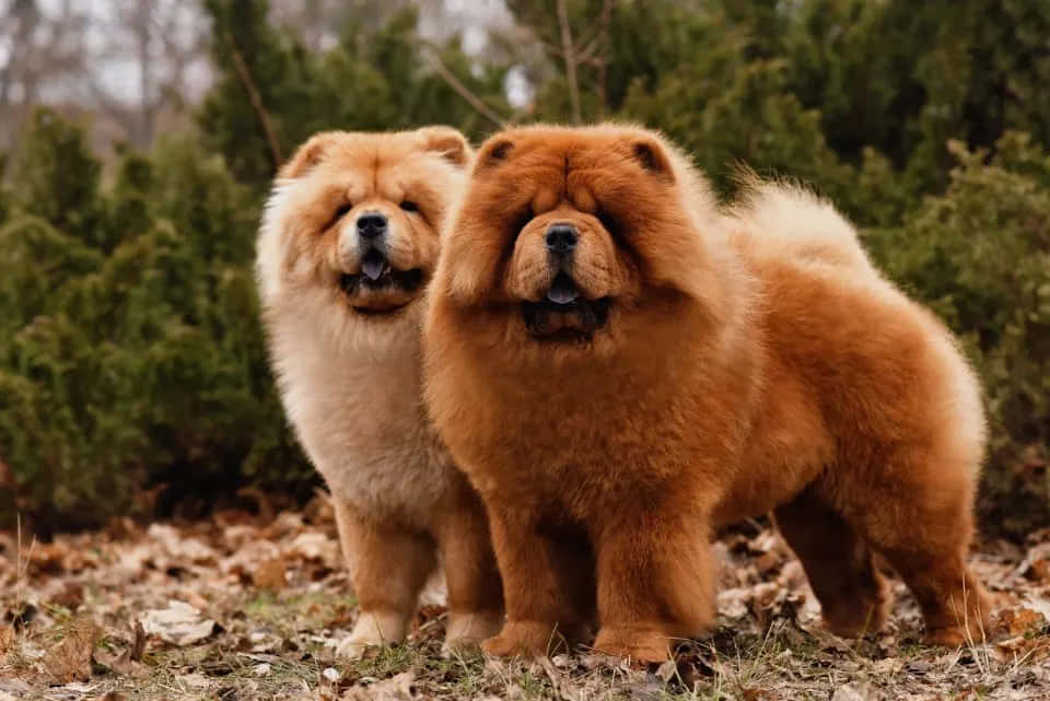 Chow Chow 桌布 壁紙 — 兩隻毛茸茸的鬆獅犬，擁有濃密的橙色和奶油色毛髮，在長滿樹葉的森林地面上警覺地站著，周圍是常綠樹木。