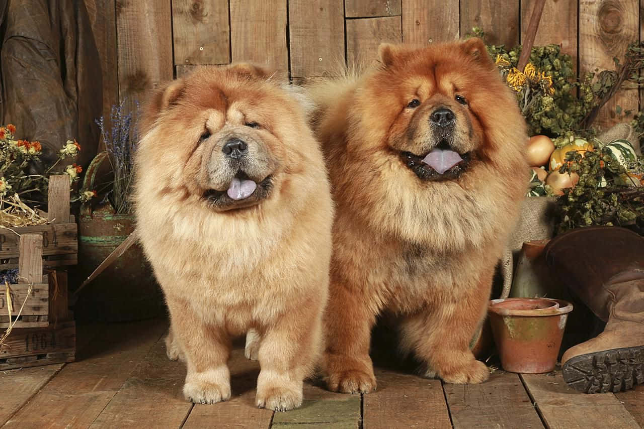 Chow Chow 桌布 壁紙 — 兩隻毛茸茸的鬆獅犬，擁有濃密的金色毛髮，快樂地坐在木地板上，周圍是質樸的秋季裝飾。