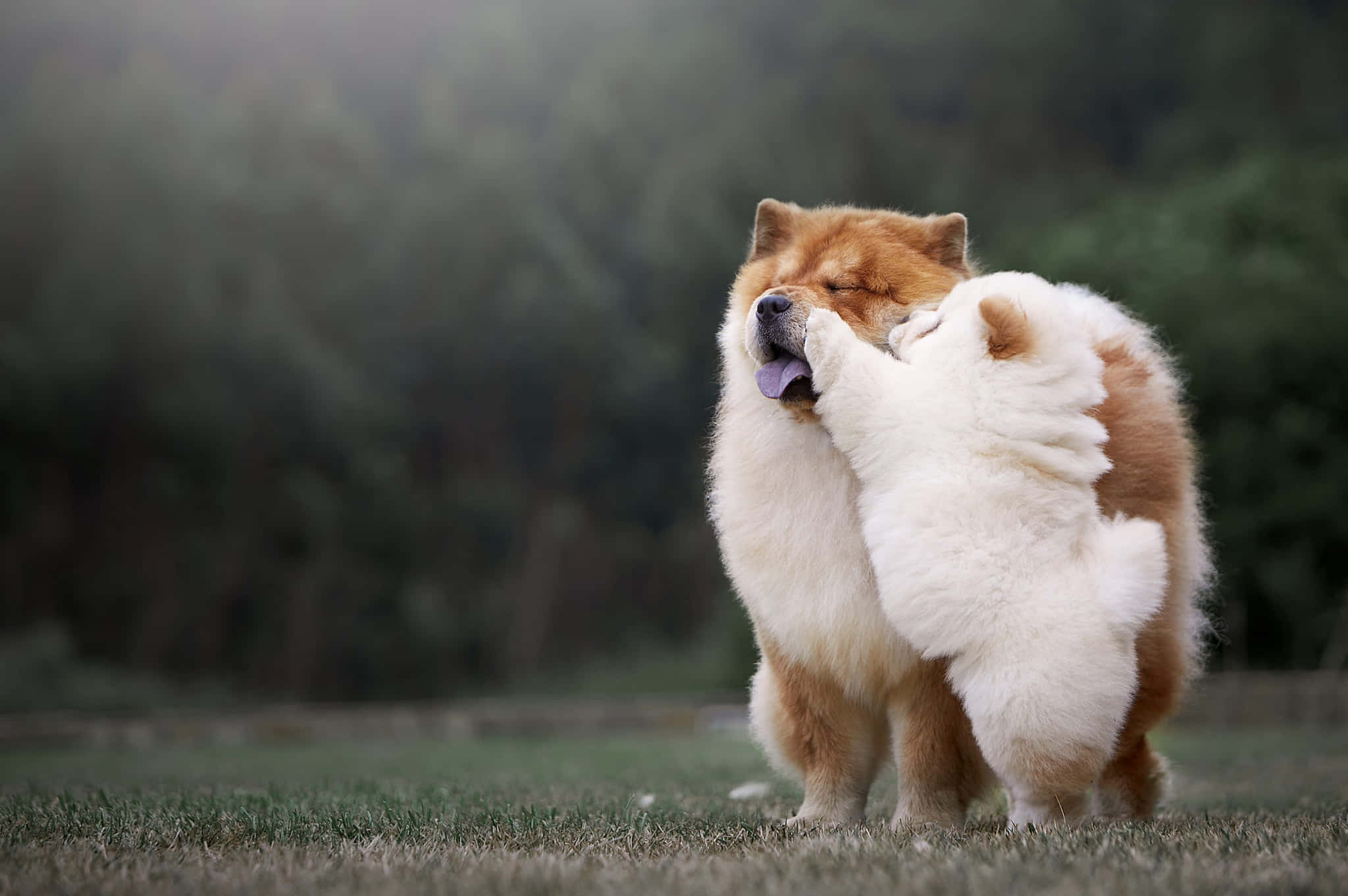 Chow Chow 桌布 壁紙 — 兩隻毛茸茸的鬆獅犬在草地上嬉戲，互相依偎舔舐，背景是模糊的森林。