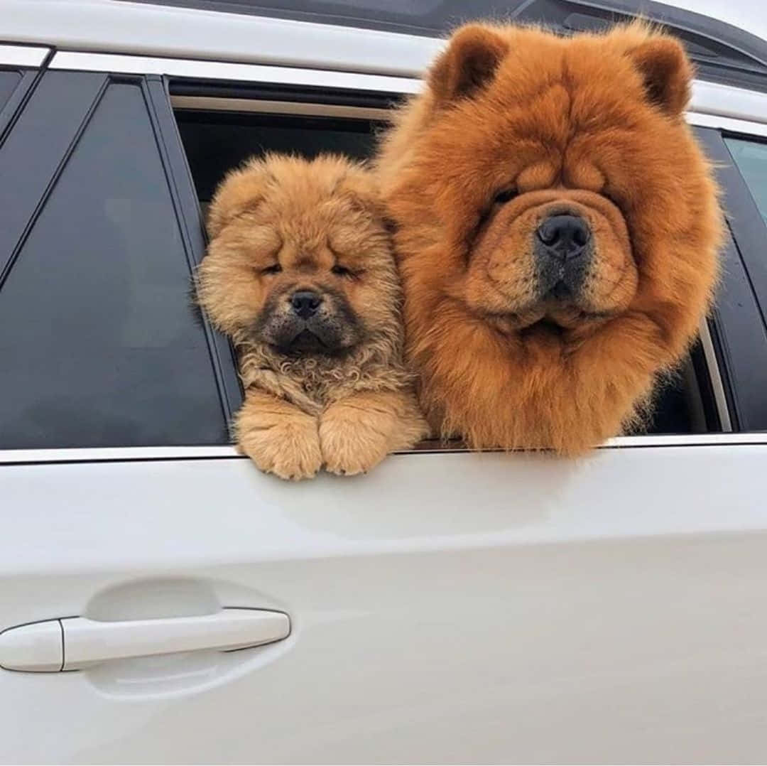 Chow Chow 桌布 壁紙 — 兩隻毛茸茸的鬆獅犬帶著惺忪睡眼，從白色車窗探出頭來。