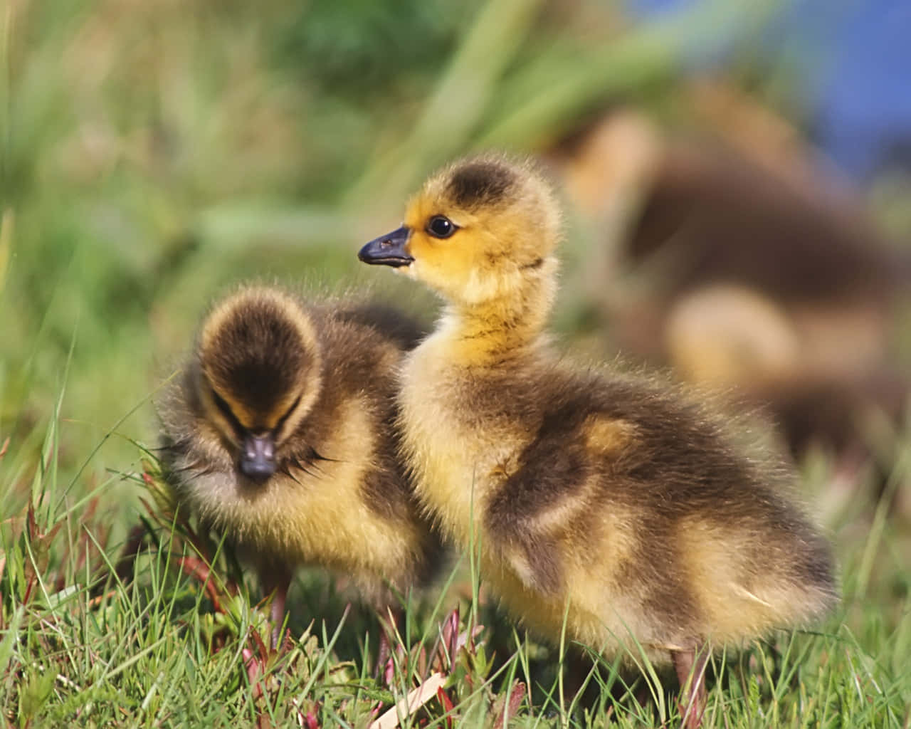 Cute Duck 桌布 壁紙 — 兩隻毛茸茸的鵝寶寶，有黃色和棕色的絨毛，在明亮的陽光下緊密地站在鮮綠色的草地上。