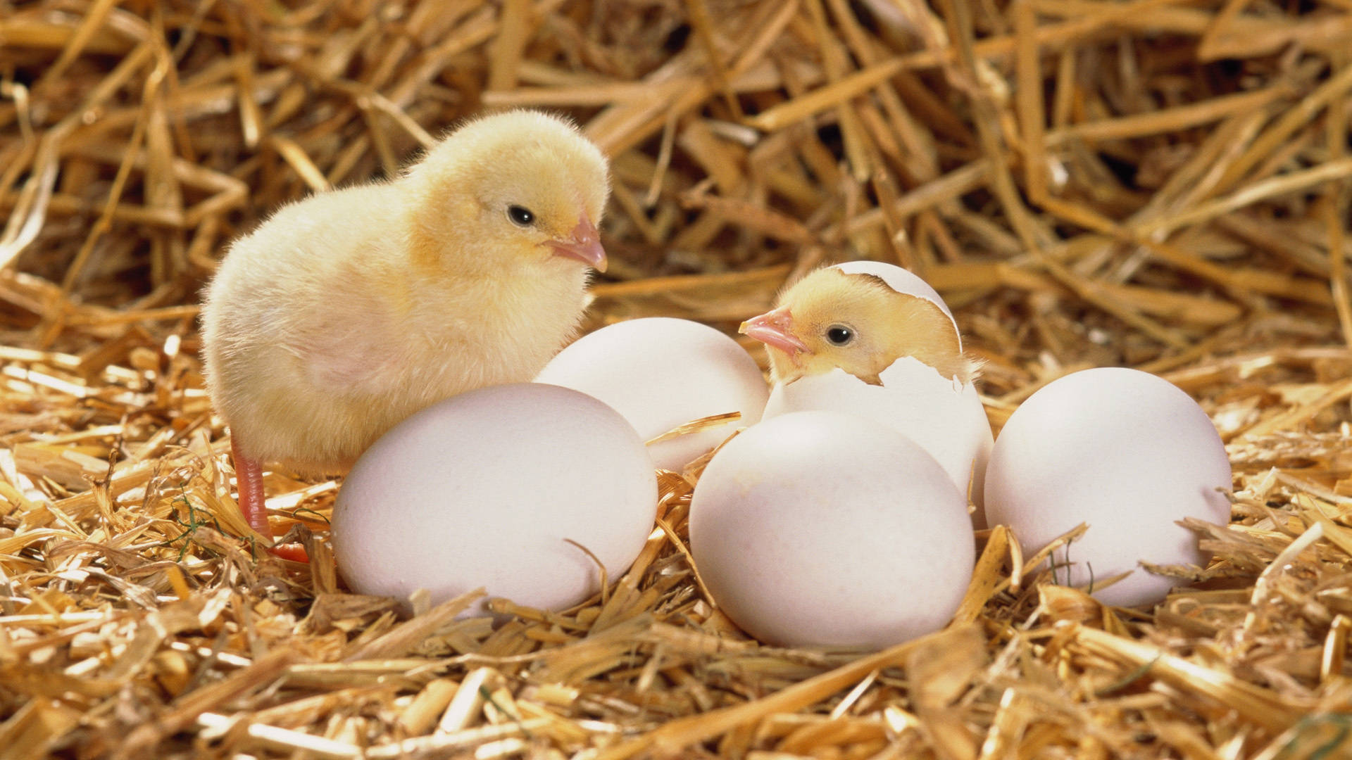 Egg 桌布 壁紙 — 兩隻毛茸茸的黃色小雞，一隻從蛋中孵化，窩在金黃色的稻草中，附近還有未破殼的蛋。
