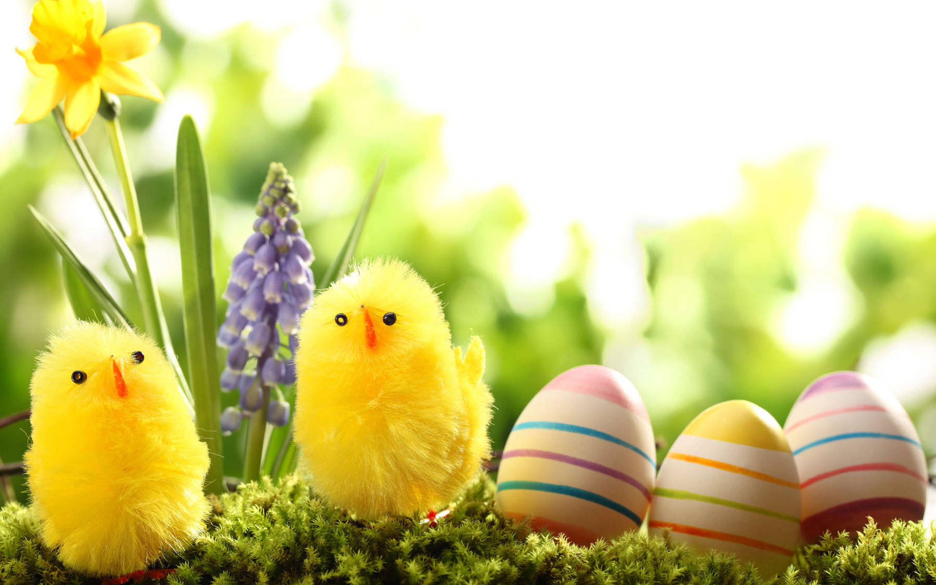 Easter 桌布 壁紙 — 兩隻毛茸茸的黃色小雞坐在色彩繽紛的條紋蛋和春天花朵旁邊，在長滿苔蘚的地面上。