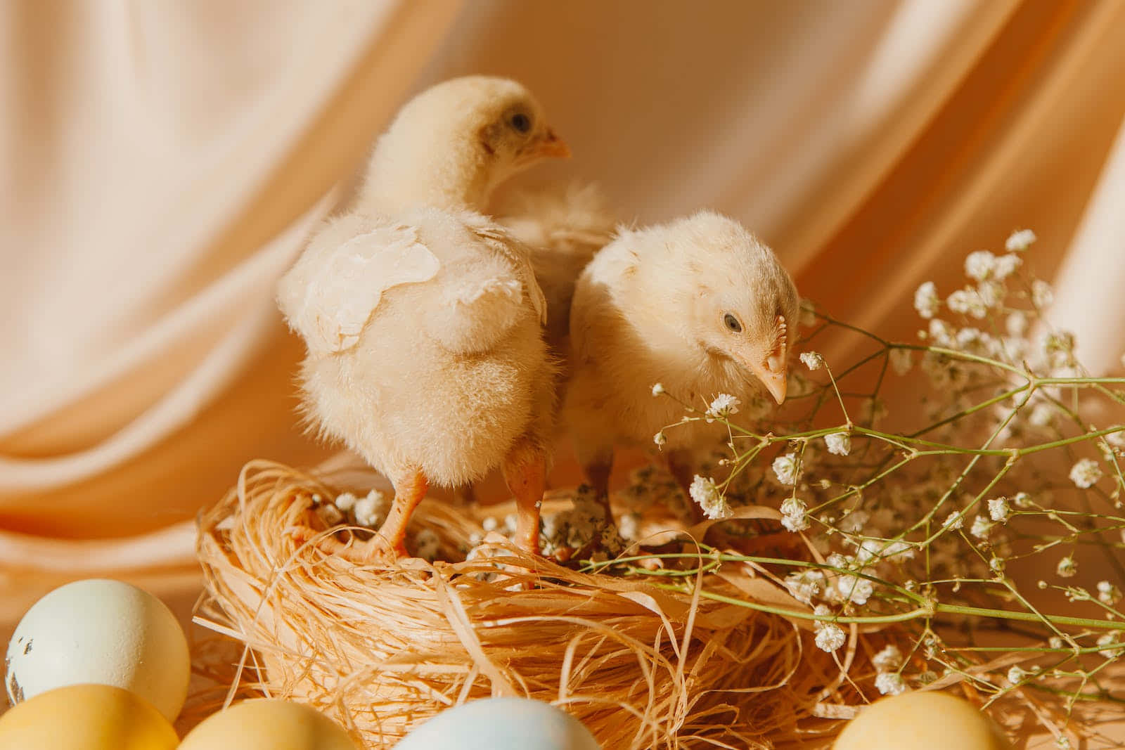 Pastel Easter 桌布 壁紙 — 兩隻毛茸茸的黃色小雞棲息在稻草巢中，旁邊有粉彩蛋和滿天星，沐浴在溫暖的金色光線下。