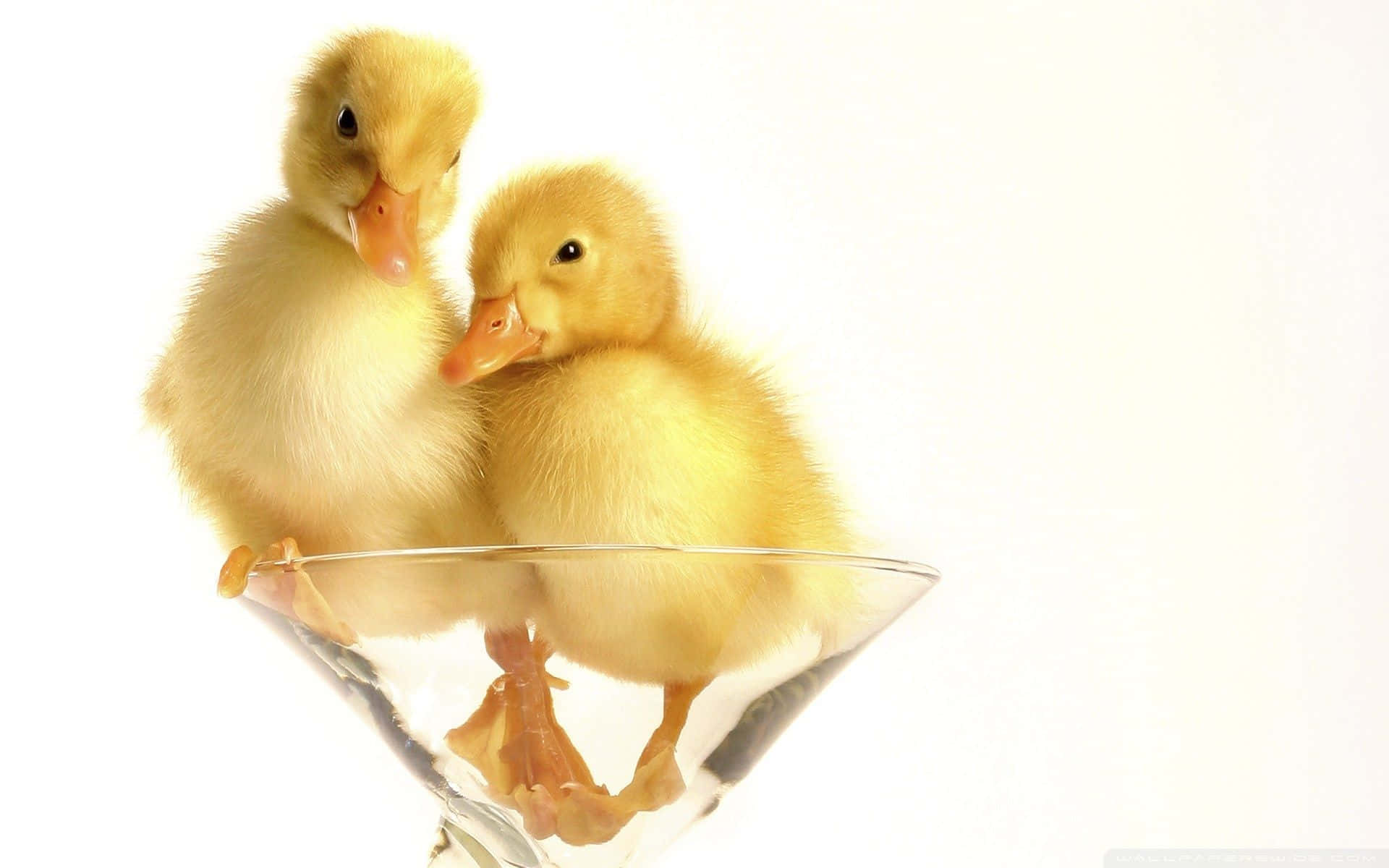 Cute Duck 桌布 壁紙 — 兩隻毛茸茸的黃色小鴨一起棲息在一個透明的馬丁尼酒杯內，背景是明亮的白色。