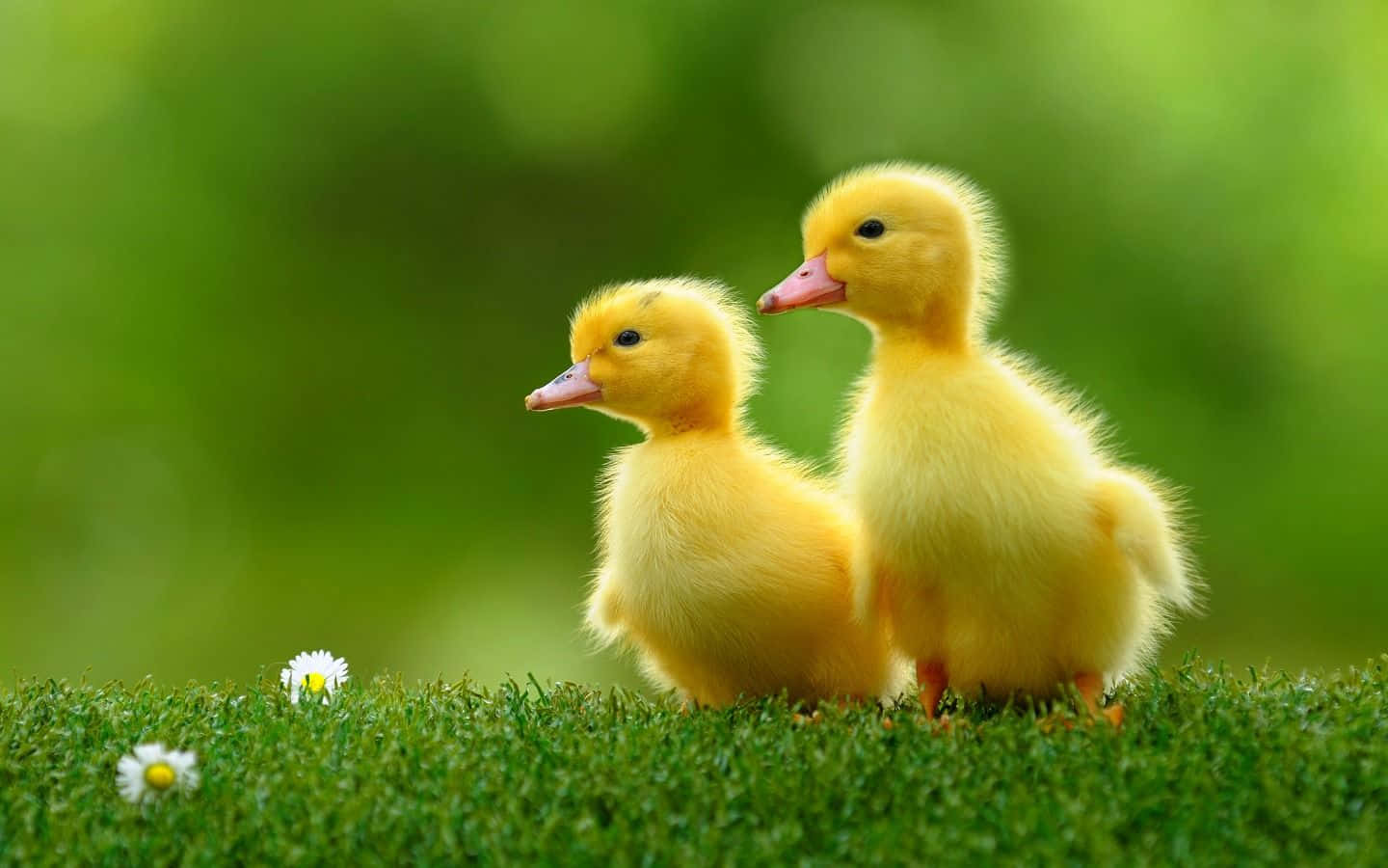 Cute Duck 桌布 壁紙 — 兩隻毛茸茸的黃色小鴨並肩站在鮮綠色的草地上，旁邊是精緻的白色雛菊。