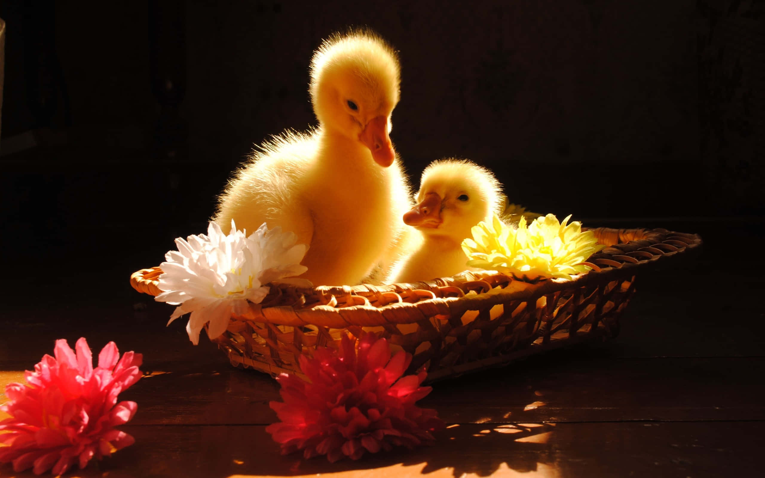 Cute Duck 桌布 壁紙 — 兩隻毛茸茸的黃色小鴨在一個編織籃子裡享受溫暖的陽光，周圍環繞著鮮豔的花朵。