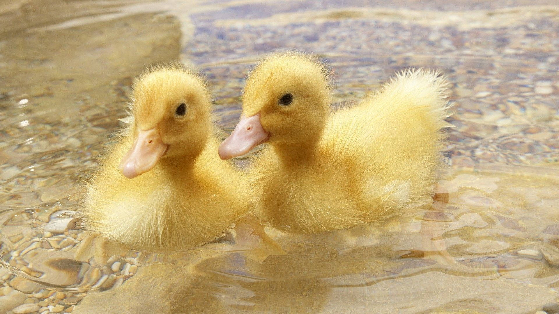 Baby Duck 桌布 壁紙 — 兩隻毛茸茸的黃色小鴨在淺水清澈的水中並肩游過鵝卵石。
