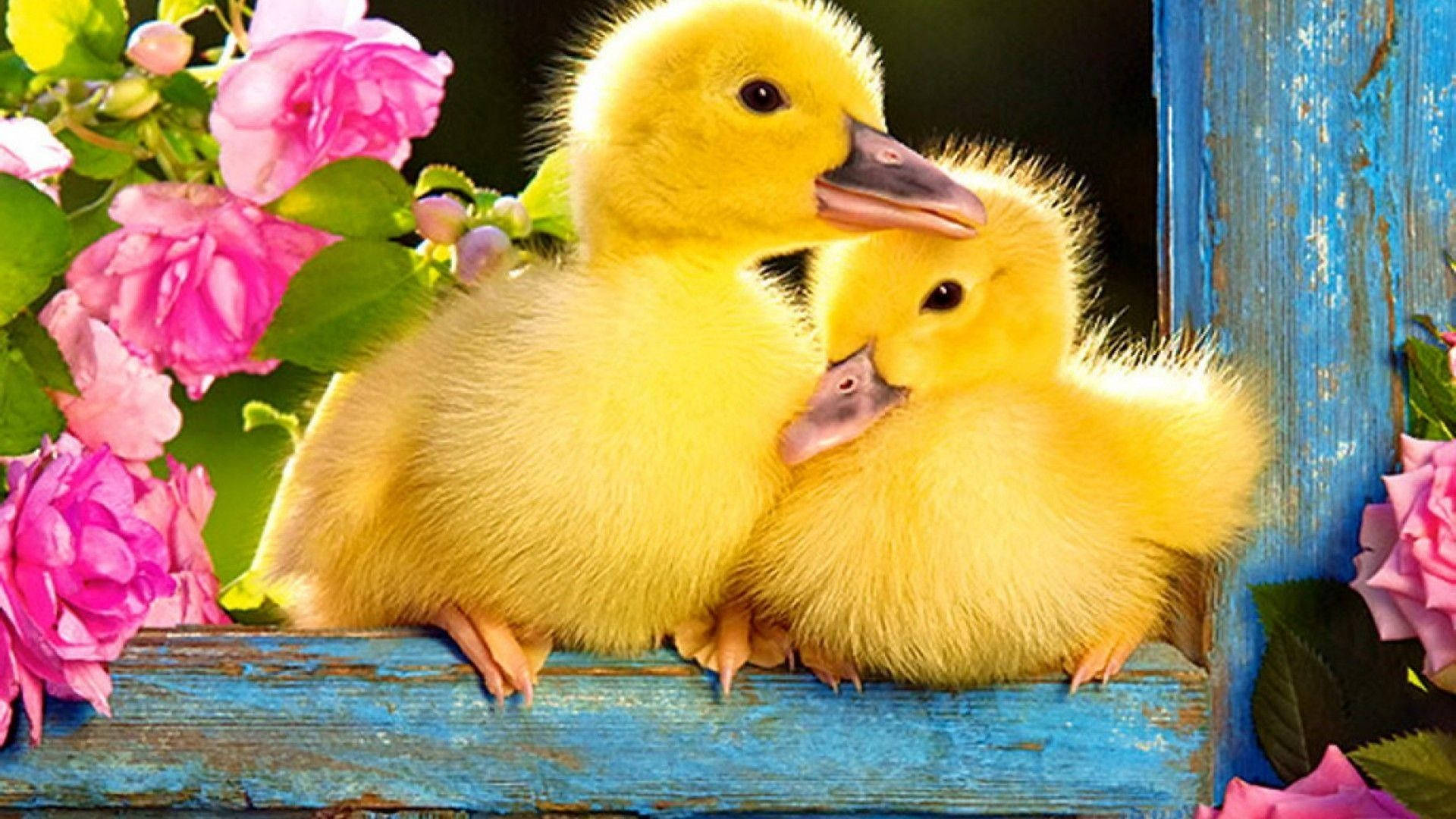 Baby Duck 桌布 壁紙 — 兩隻毛茸茸的黃色小鴨在褪色的藍色木架子上依偎在一起，旁邊是鮮豔的粉紅玫瑰。