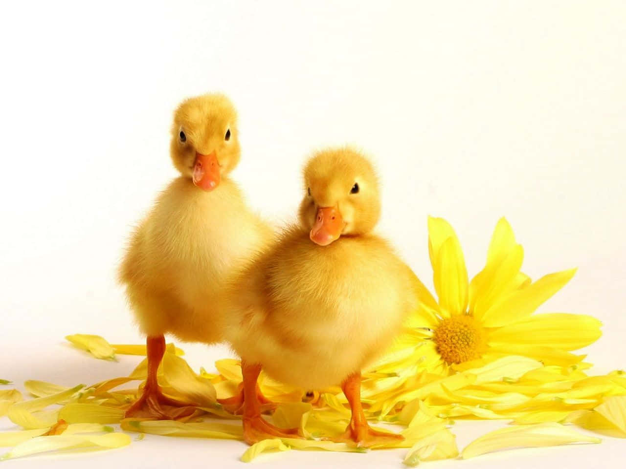 Cute Duck 桌布 壁紙 — 兩隻毛茸茸的黃色小鴨站在白色背景上的一朵亮黃色雛菊旁邊。