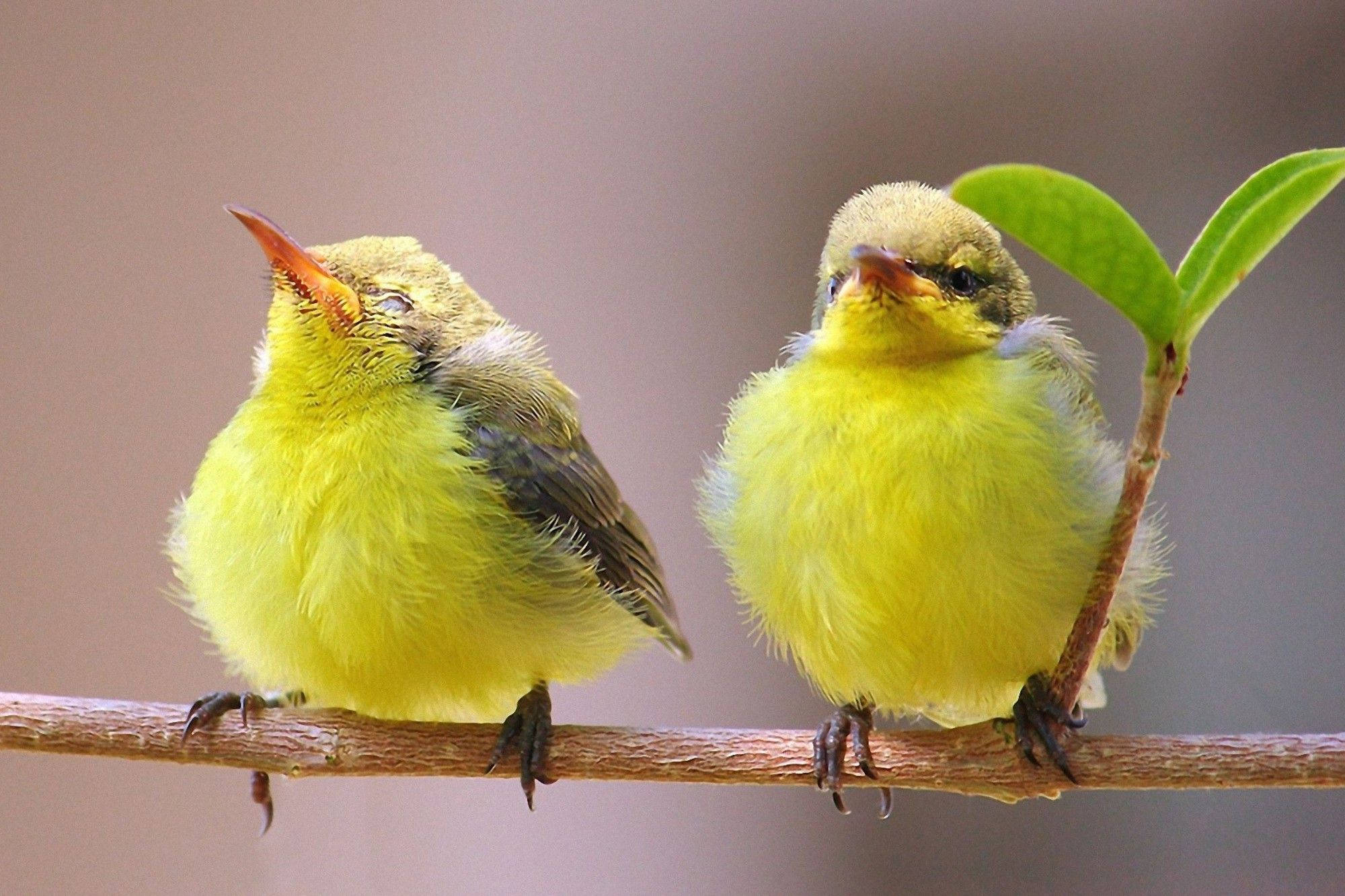 Yellow Bird 桌布 壁紙 — 兩隻毛茸茸的黃色雛鳥棲息在帶有綠葉的樹枝上，一隻在吱吱叫，另一隻抬頭看