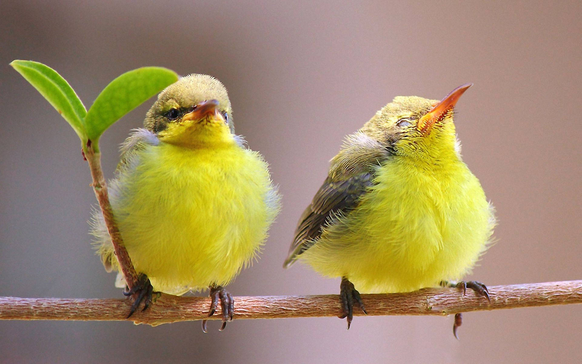 Yellow Bird 桌布 壁紙 — 兩隻毛茸茸的黃色雛鳥棲息在帶有綠葉的樹枝上，一隻向上看，另一隻向前凝視。