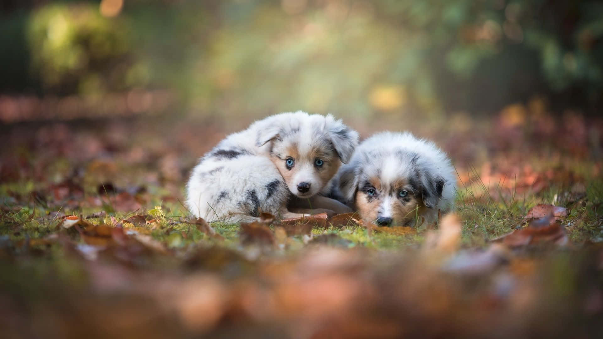 australian shepherd 桌布 壁紙 — 兩隻毛茸茸藍眼睛的澳洲牧羊犬幼犬在陽光明媚的森林中的秋葉地毯上依偎在一起。