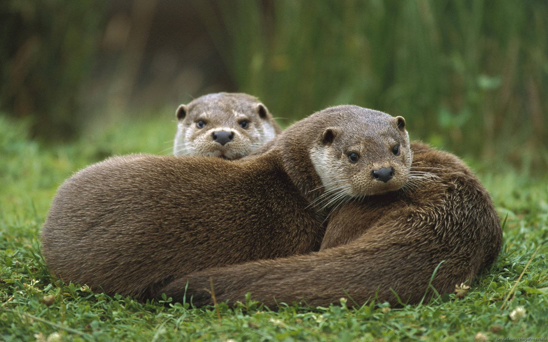 Otter 桌布 壁紙 — 兩隻水獺在茂密的綠草上依偎，柔和自然光線和模糊的樹葉背景。