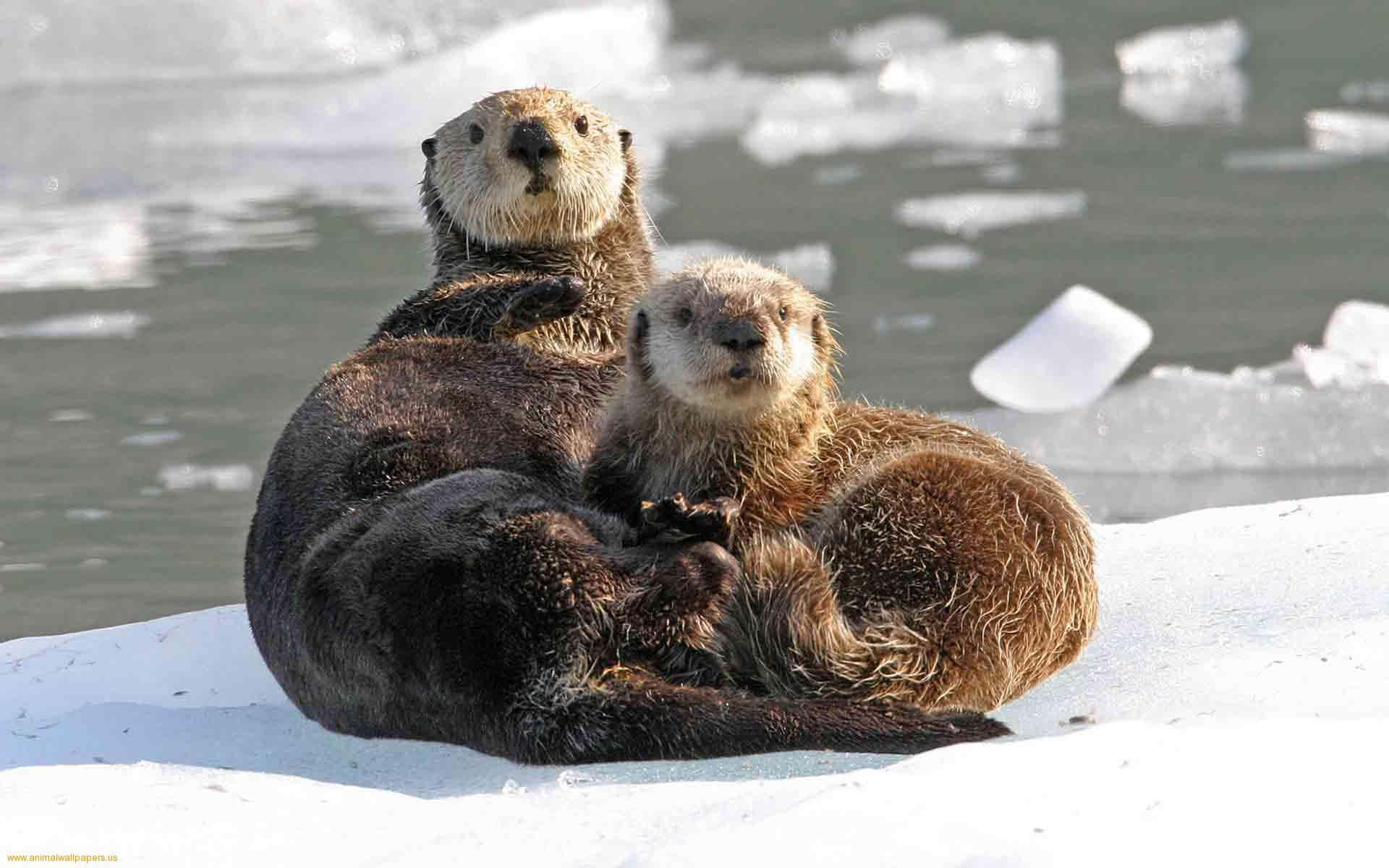Otter 桌布 壁紙 — 兩隻水獺在雪覆蓋的浮冰上依偎，身後的水中有漂浮的冰塊。