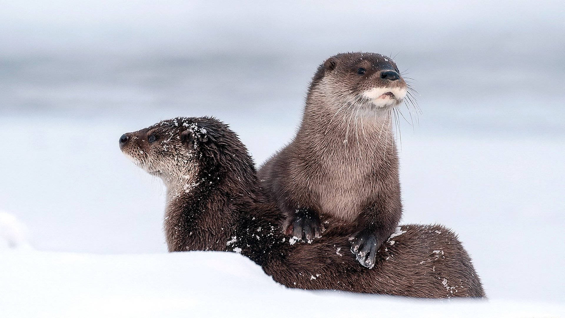 Otter 桌布 壁紙 — 兩隻水獺身上沾滿雪花，並排坐在雪岸上，俯瞰著結冰的水道。