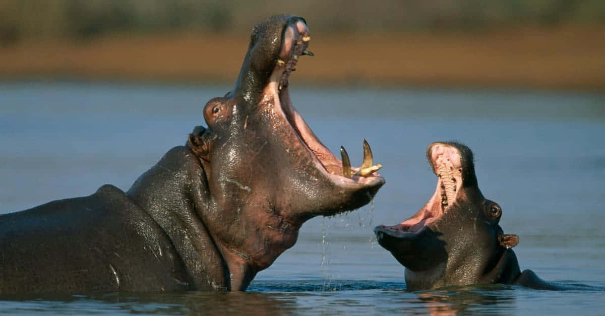 hippo 桌布 壁紙 — 兩隻河馬在水中張開大口，露出尖銳的牙齒和濕潤的皮膚。