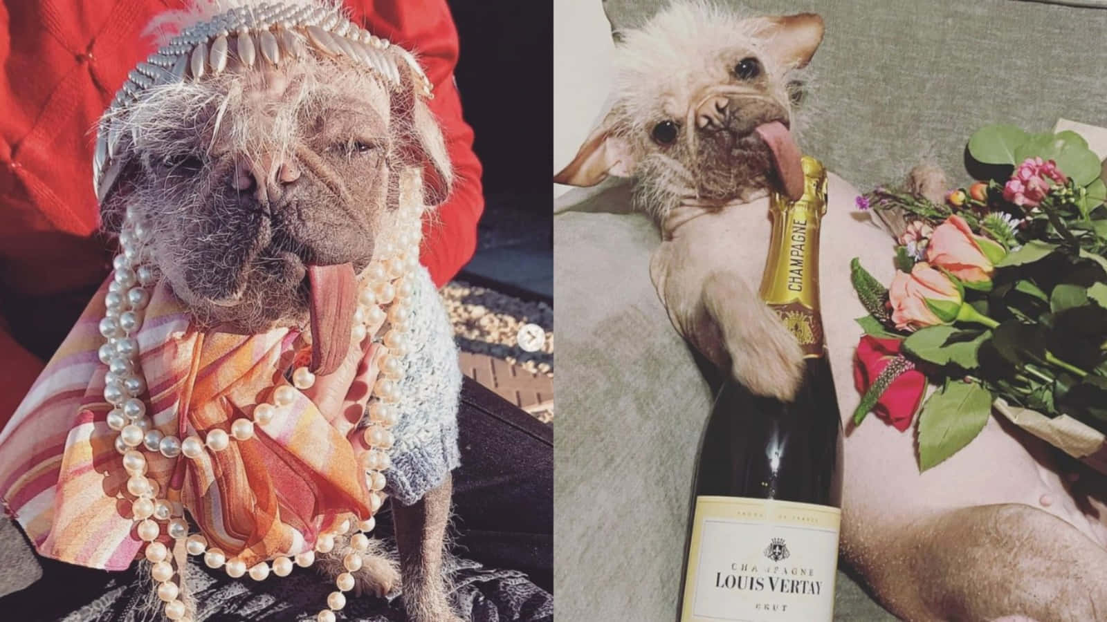 葡萄酒 桌布 壁紙 — 兩隻法國鬥牛犬華麗打扮，一隻戴珍珠和皇冠，另一隻拿香檳瓶和玫瑰。