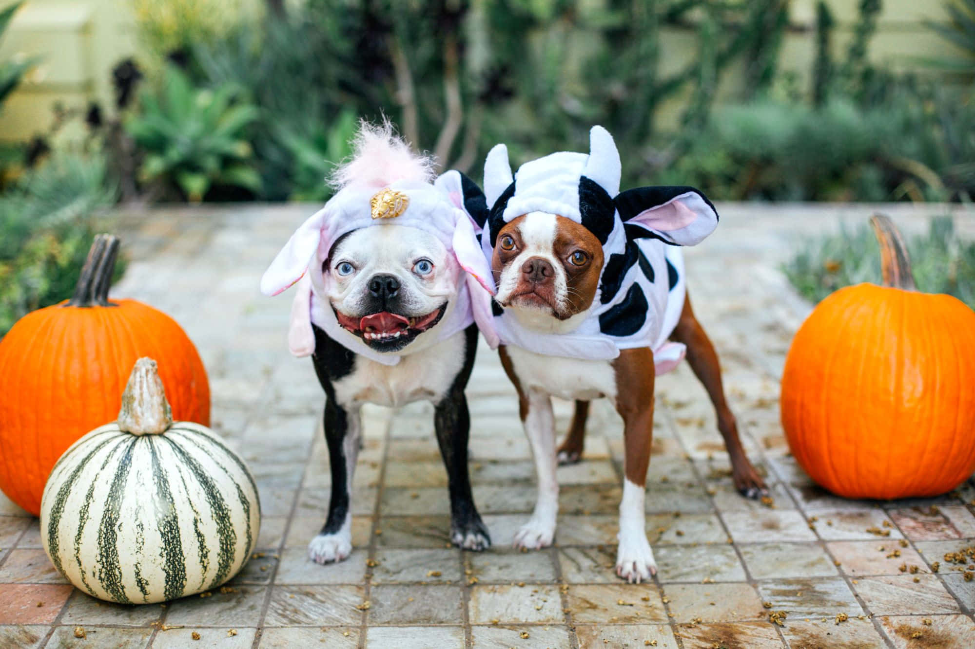Halloween Pet Costumes 桌布 壁紙 — 兩隻波士頓㹴犬打扮成兔子和牛，站在瓷磚庭院中的南瓜之間，周圍環繞著綠植。