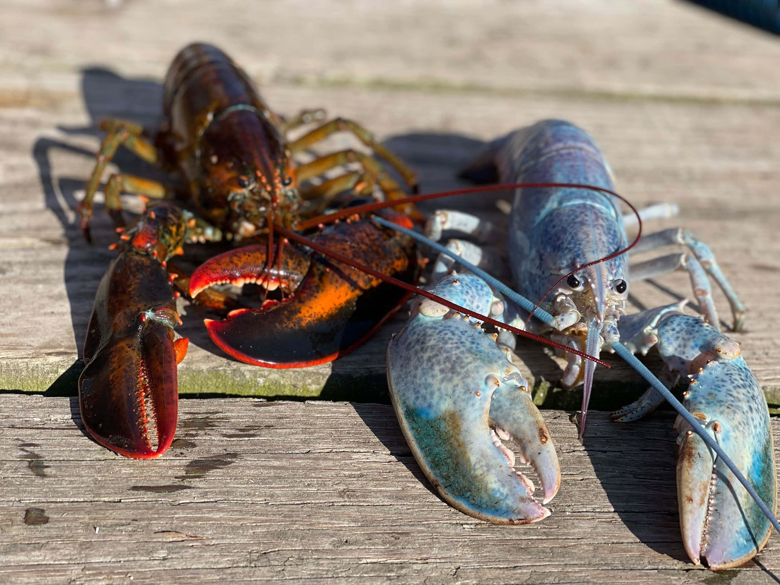 Lobster 桌布 壁紙 — 兩隻活龍蝦，一紅一藍，在明亮的陽光下停歇在經風化的木板上。