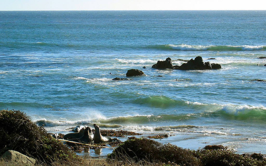 海洋 桌布 壁紙 — 兩隻海獅在陽光明媚的岩石海灘上休息，碧綠色的海浪拍打著海岸。