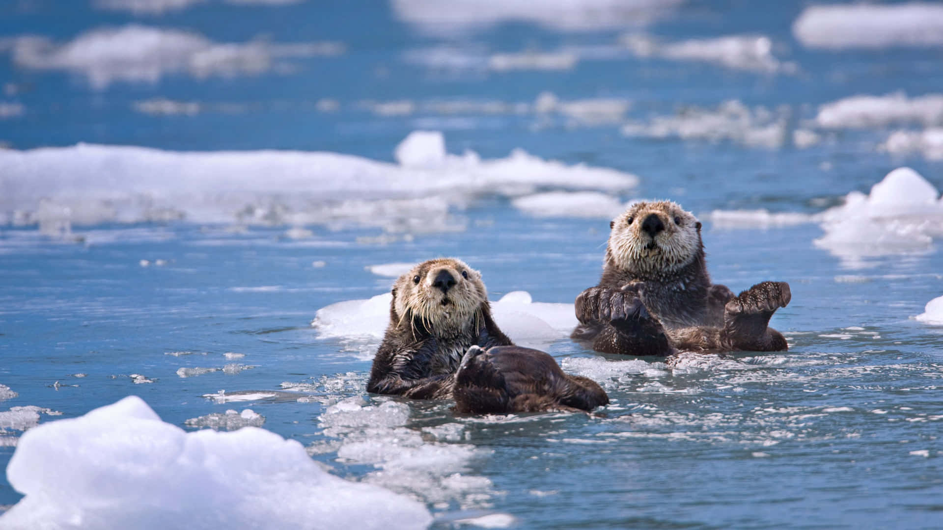 Otter 桌布 壁紙 — 兩隻海獺在明亮的日光下，滿足地漂浮在冰藍色海水中的浮冰上。
