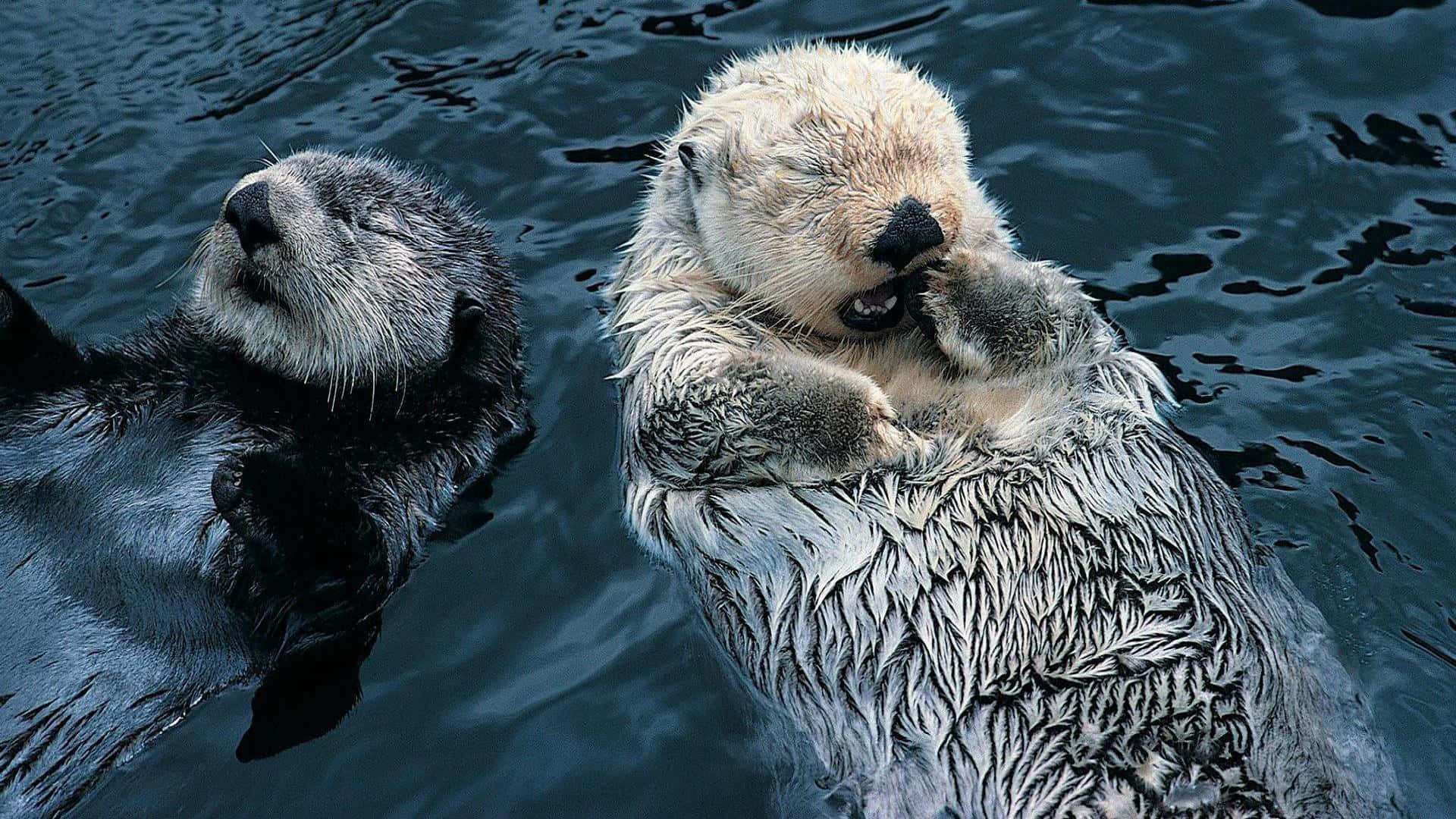 Otter 桌布 壁紙 — 兩隻海獺在深藍色水中平靜地仰面漂浮，一隻在梳理自己，另一隻向上凝視。