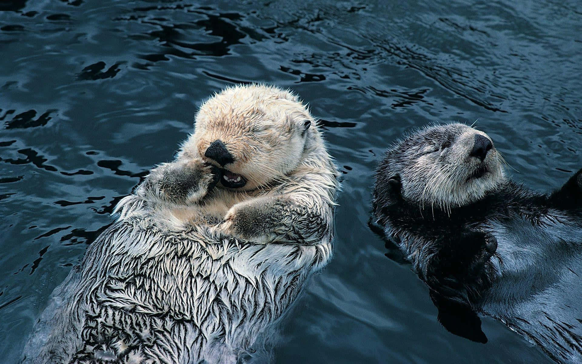 Otter 桌布 壁紙 — 兩隻海獺在深藍色水中平靜漂浮，一隻在梳理自己，另一隻閉眼休息。