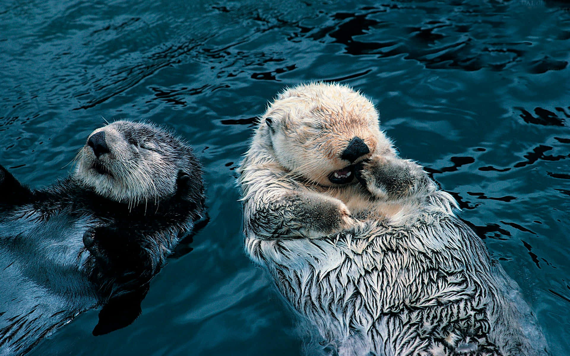 Otter 桌布 壁紙 — 兩隻海獺在深藍色水中平靜漂浮，一隻正在小睡，另一隻以平靜的表情向上看。
