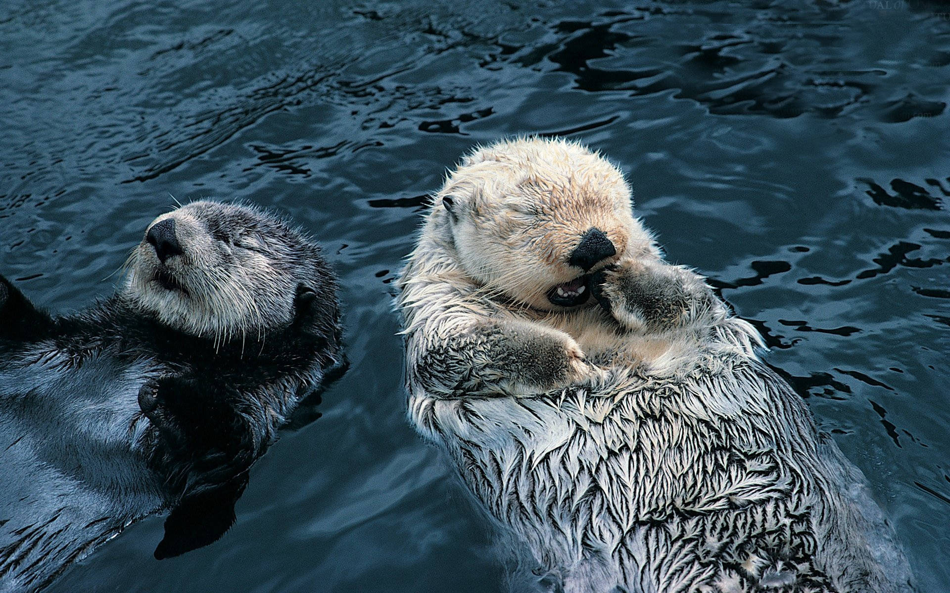 Otter 桌布 壁紙 — 兩隻海獺在深藍色海水中平靜地仰面漂浮，一隻在梳理自己，另一隻向上凝視。