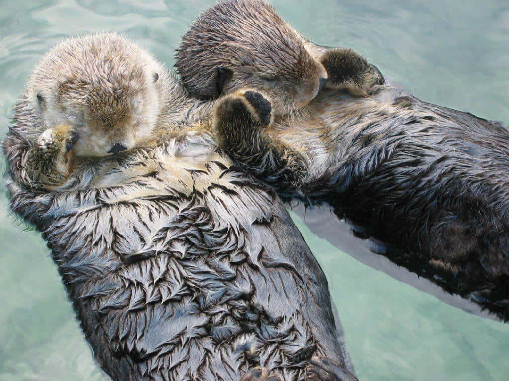 Otter 桌布 壁紙 — 兩隻海獺在清澈的碧綠水面上仰面漂浮，爪子交疊在胸前打盹。