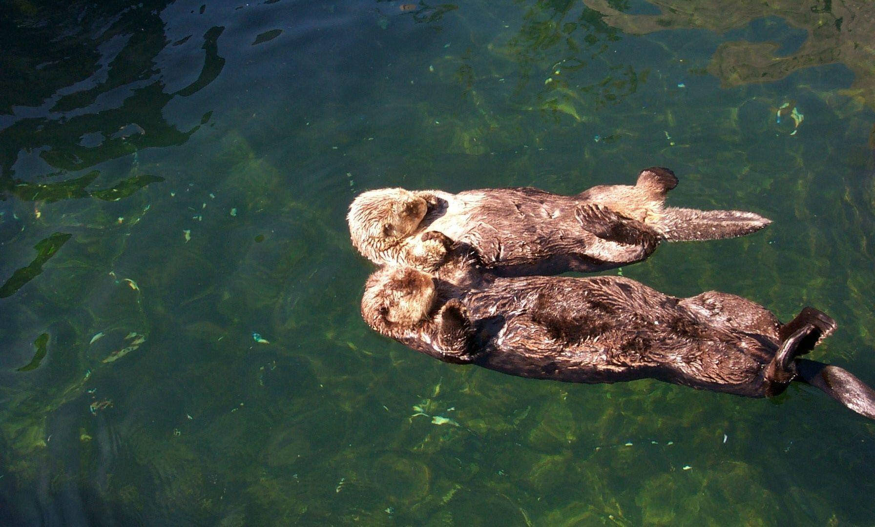 Otter 桌布 壁紙 — 兩隻海獺在清澈的綠色海水中仰面漂浮，下方有海藻漂流。