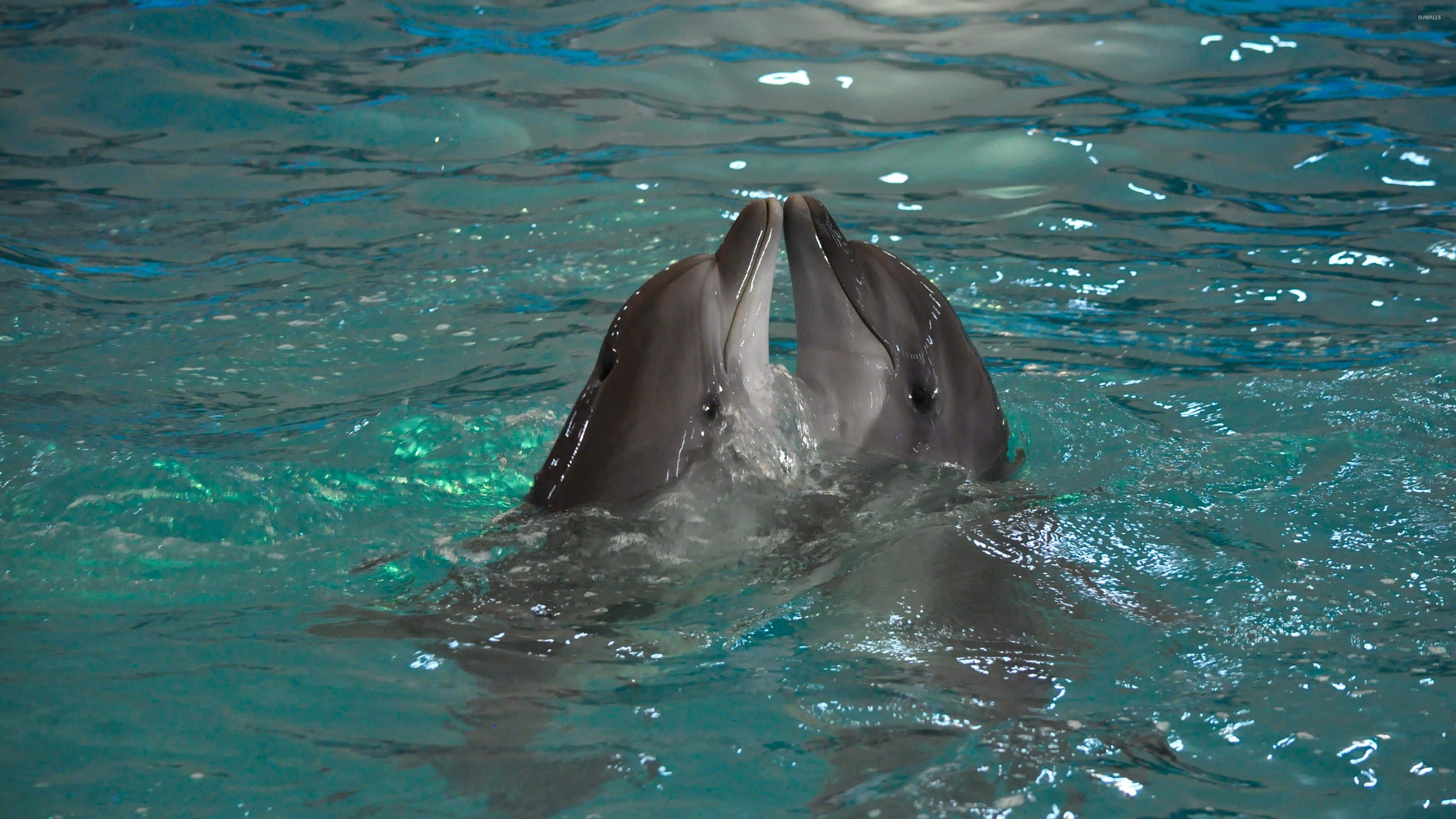 Cool Dolphin 桌布 壁紙 — 兩隻海豚一起在清澈的碧綠海水中躍出，在牠們彎曲的身體周圍激起閃閃發光的水花。