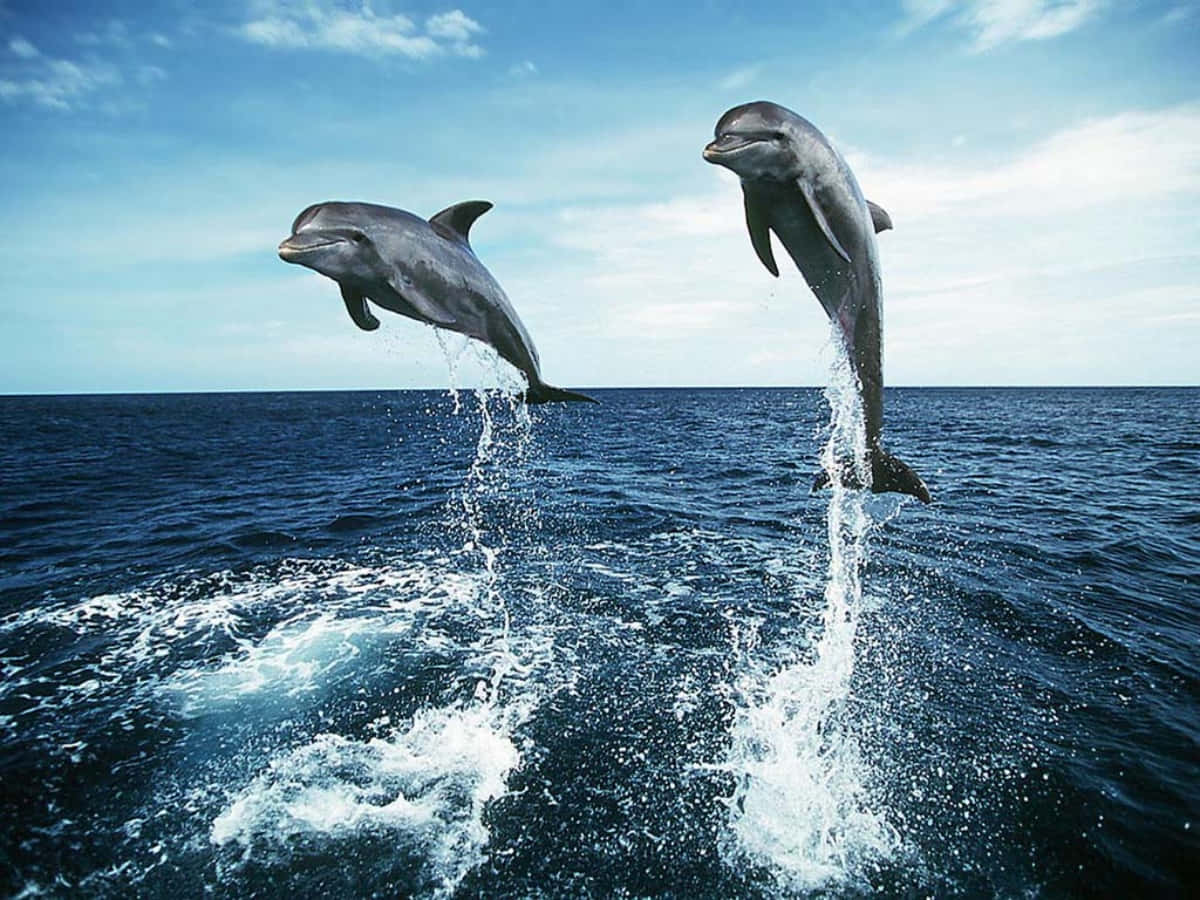 dolphins 桌布 壁紙 — 兩隻海豚在明亮的天空下，從深藍色的海洋中優雅地躍起，天空中有散落的雲朵。
