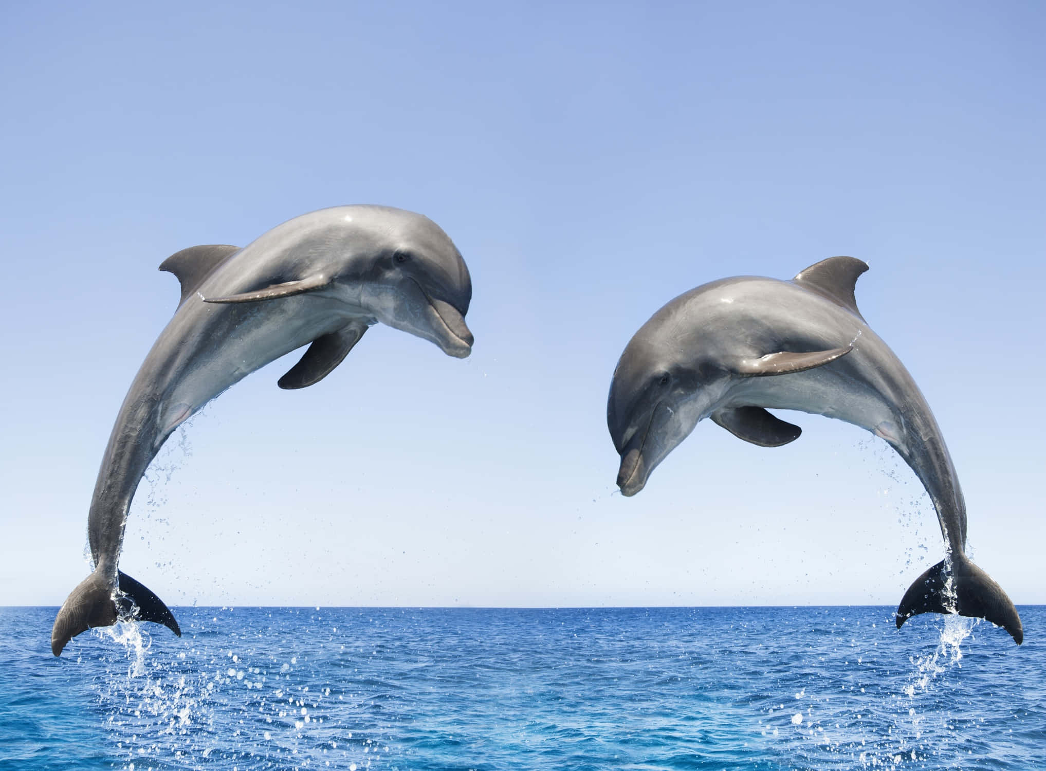 dolphins 桌布 壁紙 — 兩隻海豚在晴朗的天空下優雅地躍出充滿活力的藍色海水。