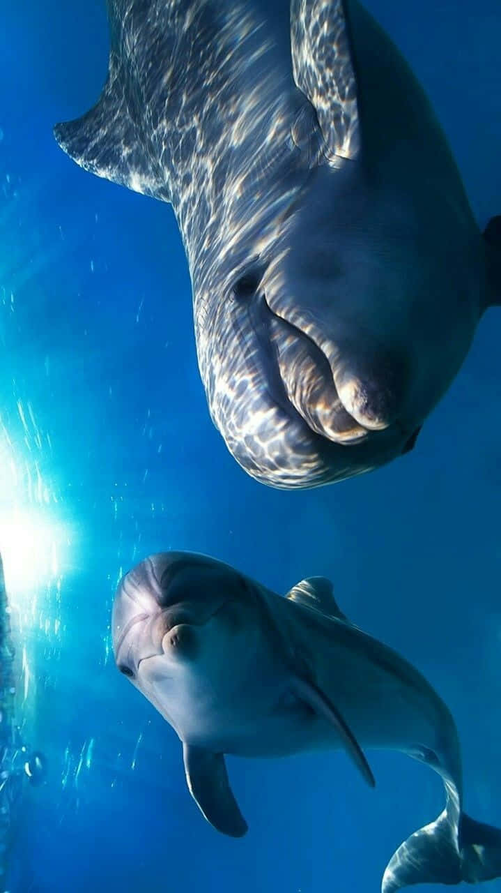 dolphins 桌布 壁紙 — 兩隻海豚在水中優雅地游動，陽光穿過海面，在牠們的皮膚上形成閃爍的圖案。