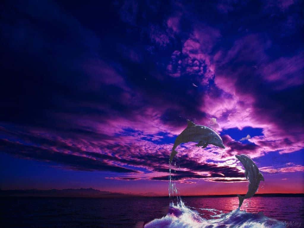 海豚 桌布 壁紙 — 兩隻海豚在海洋上空戲劇性的紫色和藍色暮色天空中同步躍起。